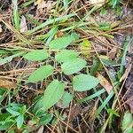 Aristolochia serpentaria Folha