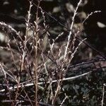 Epifagus virginiana Fruit