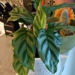 Calathea concinna Leaf