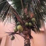 Cocos nucifera Fruchs