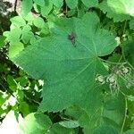 Rubus parviflorus Leaf