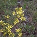 Erucastrum gallicum Flower