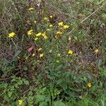 Hieracium sabaudum Habit