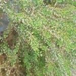 Lepidium ruderale ഇല