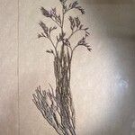 Limonium insigne Hoja