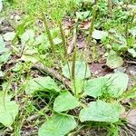 Plantago majorFrukt