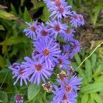 Symphyotrichum novi-belgii Fleur