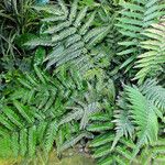 Pteris tripartita ഇല