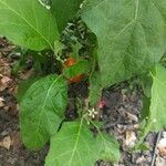 Solanum aethiopicum Leaf