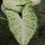 Syngonium podophyllum葉