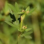 Stylosanthes hamata Leaf