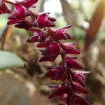 Bulbophyllum pumilum Flor