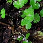 Hydrocotyle leucocephala Habit