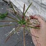 Epilobium parviflorumLeaf