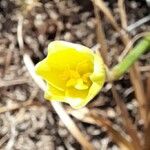 Zephyranthes longistyla Цветок