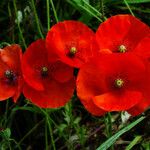 Papaver rhoeas Fiore