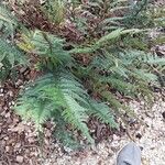 Dryopteris championii ഇല