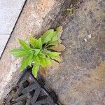 Erigeron floribundus Foglia