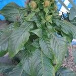 Aphelandra sinclairiana Leaf