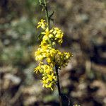 Solidago puberula Цветок