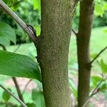 Stewartia pseudocamellia Cortiza