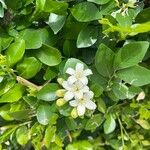 Murraya paniculata Цветок