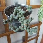 Gibbaeum petrense Hostoa