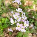 Cardamine pratensisFloro