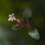 Strobilanthes reptans Květ