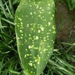 Aspidistra sichuanensis Blad