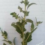 Atriplex rosea ᱥᱟᱠᱟᱢ