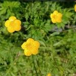 Ranunculus lanuginosusКветка