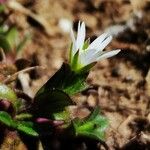 Cerastium pumilum 花