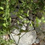 Biscutella cichoriifolia Sonstige
