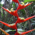 Heliconia farinosa Цвят