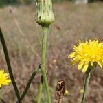 Hypochaeris radicata Frucht