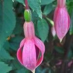 Fuchsia magellanica Цвят