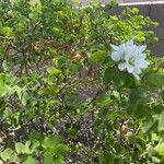 Bauhinia lunarioides Flower