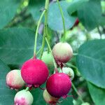 Amelanchier canadensis Fruit