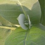 Calotropis procera अन्य