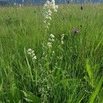 Galium boreale Hábito