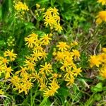 Senecio ampullaceus Flower