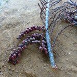 Mauritia flexuosa Fruit