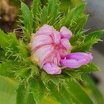 Stokesia laevis Kukka