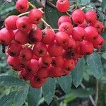 Sorbus aucuparia Φρούτο