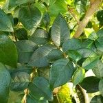 Eugenia uniflora Likasa