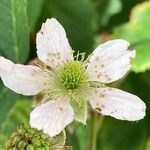 Rubus scaber Flower