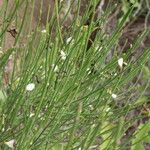 Cytisus filipes