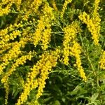 Solidago canadensisKvět