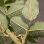 Lespedeza hirta Leaf